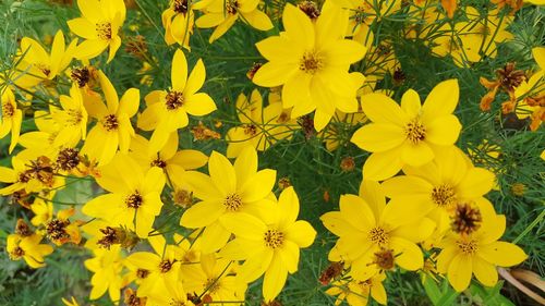 High angle view of yellow flowering plants on field