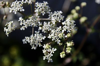 Close-up of white flowering plant