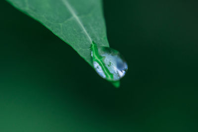 Close-up of water drop on leaf