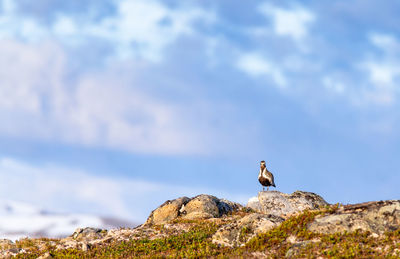 Low angle view of duck perching on mountain against cloudy sky