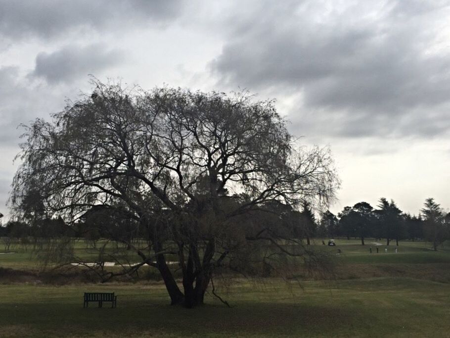 TREES ON GRASSY FIELD AGAINST CLOUDY SKY