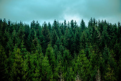 Panoramic view of pine trees in forest against sky