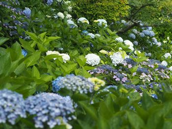 Close-up of white flowers blooming in field