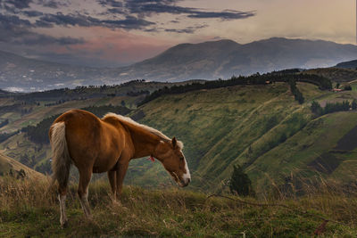 Horses in a field