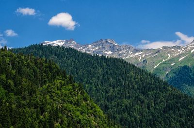 Scenic view of forest against sky