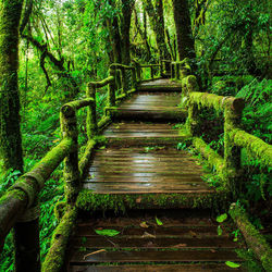 Footpath amidst trees in forest