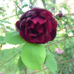 Close-up of red flower