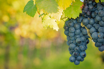 Close-up of grapes growing in vineyard