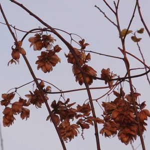 Low angle view of dry leaves against clear sky