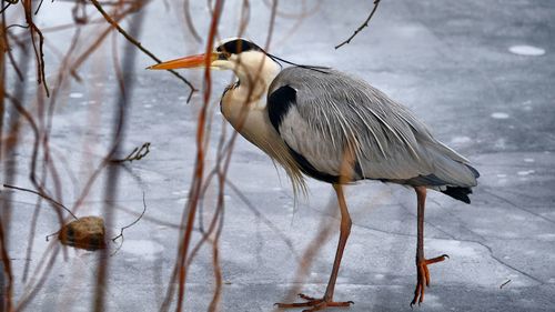 Close-up of gray heron perching on flower