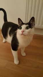Close-up portrait of cat sitting on hardwood floor