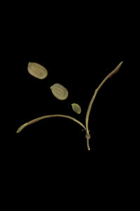 Close-up of calliandra seeds against black background