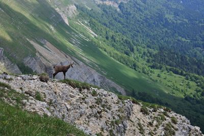 Scenic view of mountain in forest