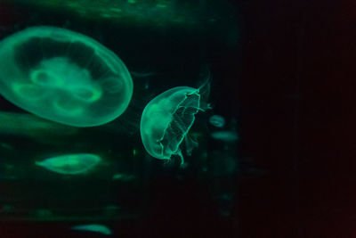 Close-up of jellyfish swimming in water