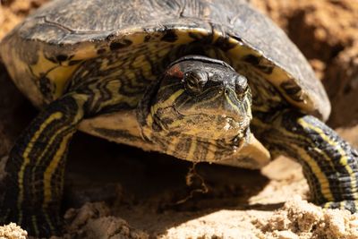 Close-up of turtle