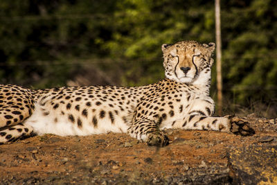 Cheetah resting on wood in forest