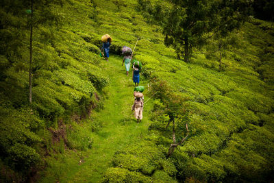 People walking on trail in forest