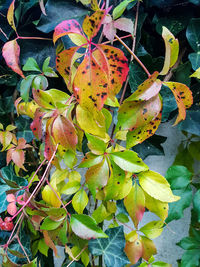 Close-up of green leaves