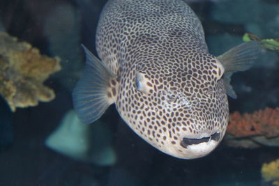 Close-up of fish swimming in sea