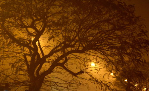 Low angle view of bare trees at night