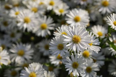 Close-up of white daisy flowers