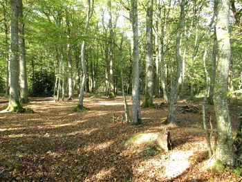 View of trees in forest
