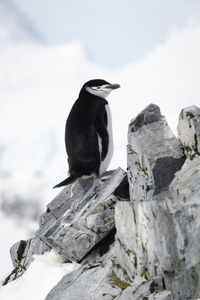 Chinstrap penguin on rocky ridge facing right
