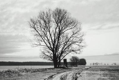 Bare tree by sea against sky