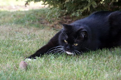 Portrait of black cat relaxing on grass