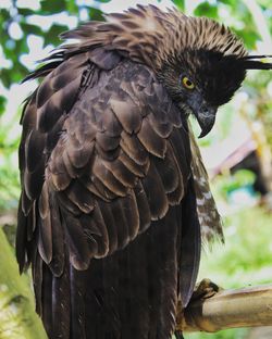 Close-up of a bird