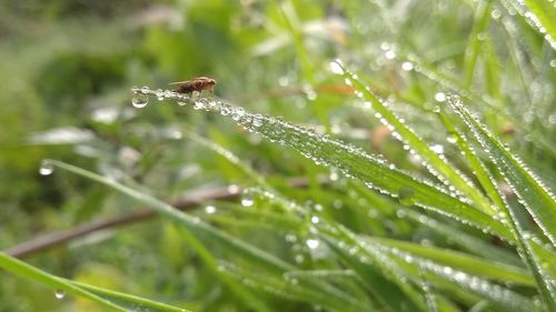 Close-up of water drops on blade of grass