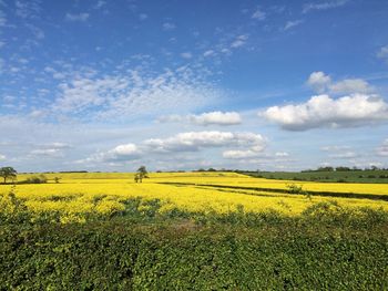 Scenic view of field against sky