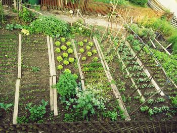 Plants growing in backyard