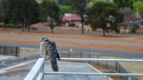 Close-up of bird perching on railing