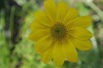 Close-up of yellow flower