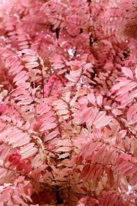 Full frame shot of pink flowers