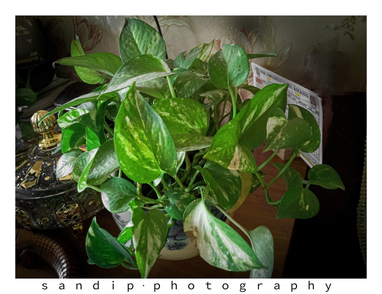 leaf, plant part, green, plant, transfer print, nature, auto post production filter, herb, produce, food and drink, growth, food, freshness, flower, no people, basil, wellbeing, indoors, healthy eating, close-up