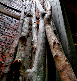 Close-up of abandoned wood