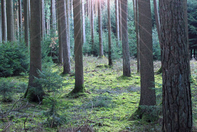 Pine trees in forest