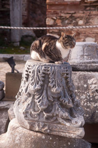 Cat sitting on a sculpture