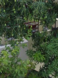 High angle view of plants growing in park