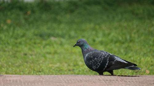 Close-up of pigeon