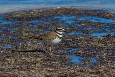 Side view of bird perching on land