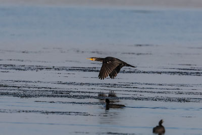 Bird flying over sea at sunset