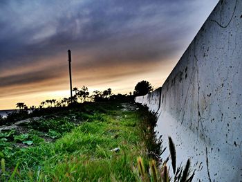 Plants growing on land against sky during sunset