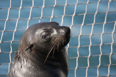 Close-up of sea lion