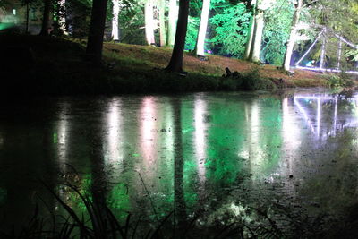 Reflection of trees in water