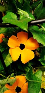 Close-up of yellow flowering plant