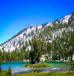 View of trees in forest against blue sky