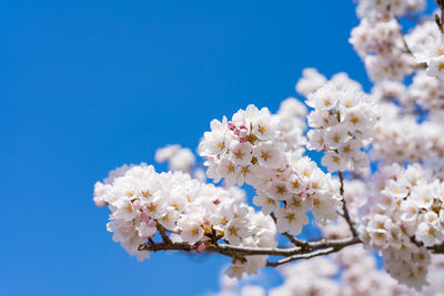 Low angle view of cherry blossoms against blue sky